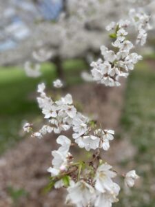 Hybrid Cherry Andalusia, Pennsylvania