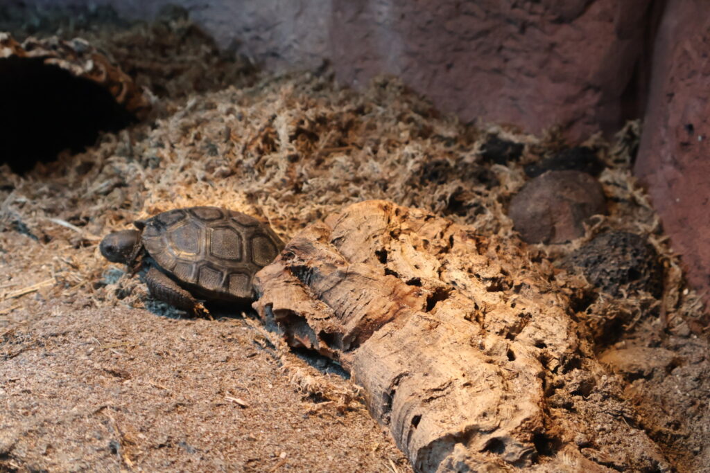 Galapagos Tortoise